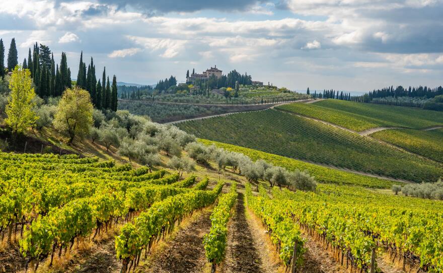 Chianti vineyard
