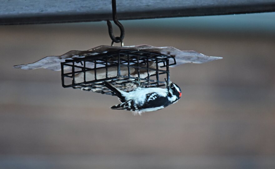 A Downy Woodpecker visits a suet feeder in St. Louis County on Nov. 15, 2018. It is a small black-and-white woodpecker with a small red dot on the back of its head.
