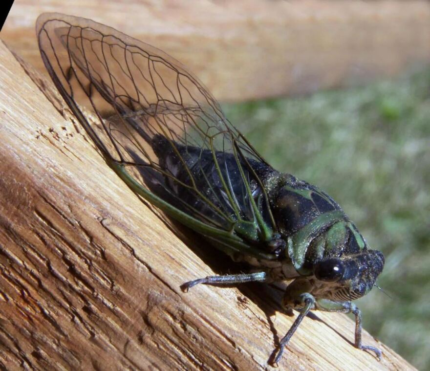 Two broods of cicadas are set to emerge across the U.S. later this spring.