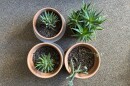 Four plants in small containers on a brown and gold carpet
