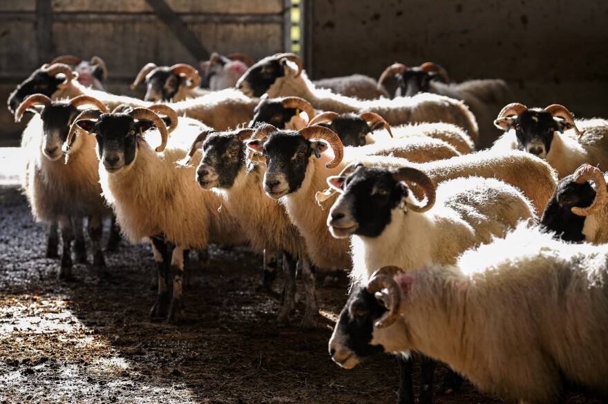 A general view as Angus MacFadyen and his sons Colin and Allan work with their sheep on Bragleenmore farm in Scammadale Glen on Feb. 20, 2018 in Oband, Scotland. Sheep farmers are concerned about the future of a post-Brexit trade as they fear the U.K. market will become filled with lower-price produce. Hill farmers across Scotland have had a difficult time economically for generations and are praying not to be among the casualties of Brexit. (Jeff J. Mitchell/Getty Images)