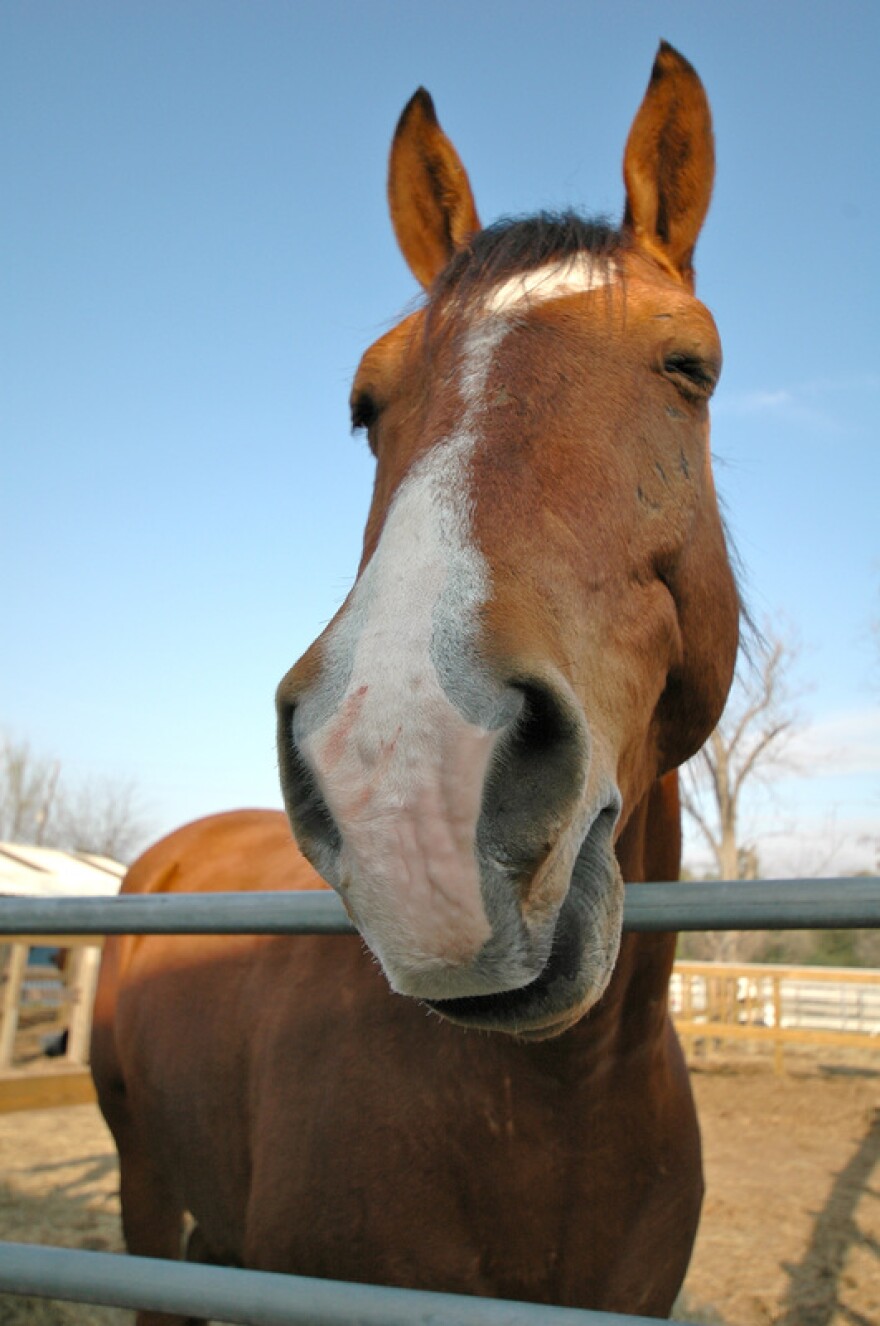 horse_0.jpg