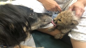 Nanny dog Blakely came out of retirement earlier this month to help a baby cheetah named Kris.