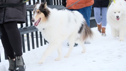 Some very good dogs gather each week for a communal walk around various locations in New Hampshire.