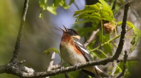 Bay-breasted Warbler
