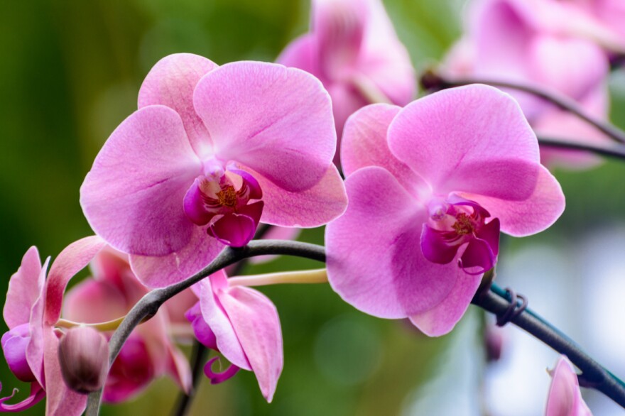 Some orchids smell like rotting meat and others smell like fish to attract pollinators.
