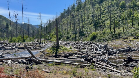 A river makes its way through a crisscross of downed logs