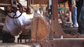 tarahumara-logging