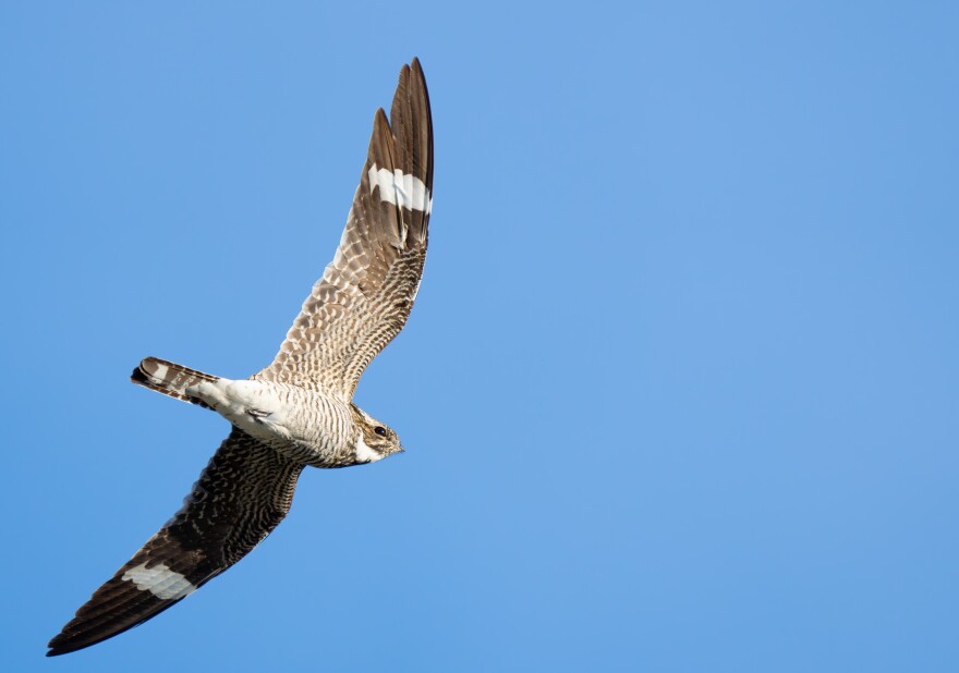 Common Nighthawk in Flight in Early Morning Light