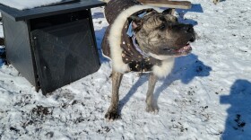 A year after being left outside the Kentucky Humane Society, Ethan celebrated a year of recovery.