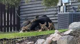 Two moose calves and their mother bed down in a Summit County neighborhood.