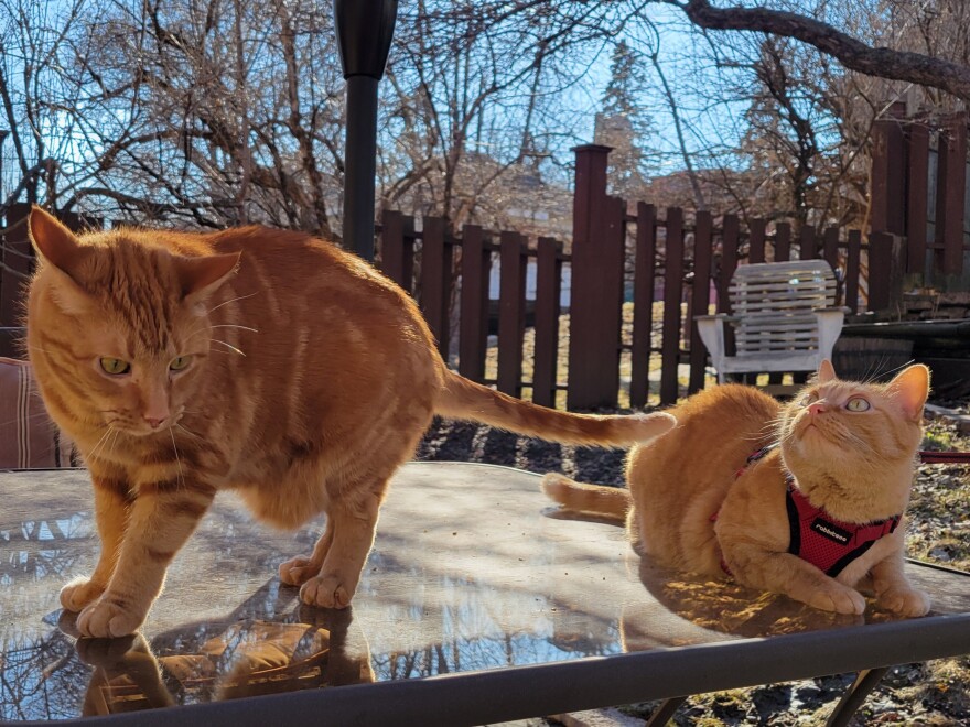 Two cats on a table outdoors