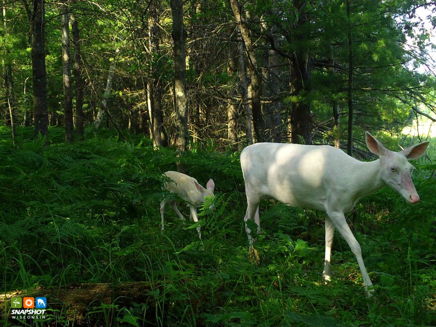Deer in Vilas County