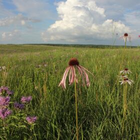 Linden's Prairie