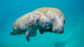 A mother manatee to the right swimming next to a calf under water