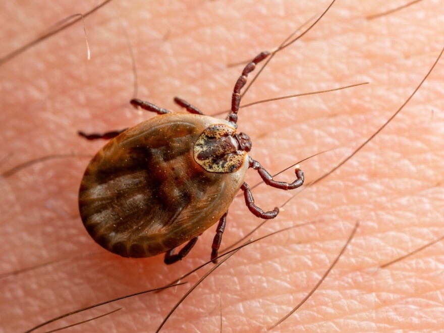 Infectious Encephalitis Tick on Skin.