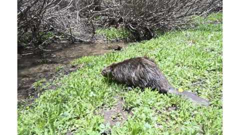 A beaver is pictured along a creek. John Livingston/CPW photo