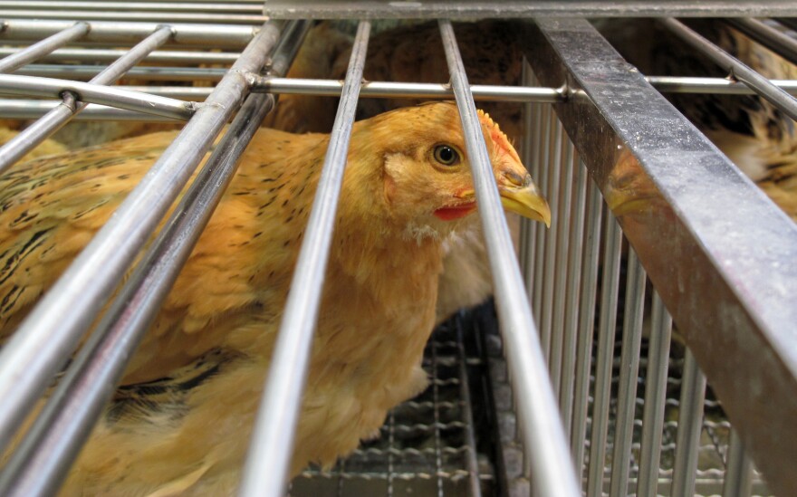 A chicken for sale at the Tai Po market in Hong Kong. Customers say that buying chickens that are slaughtered on the spot makes them feel that they're getting meat from fresh, healthy birds.