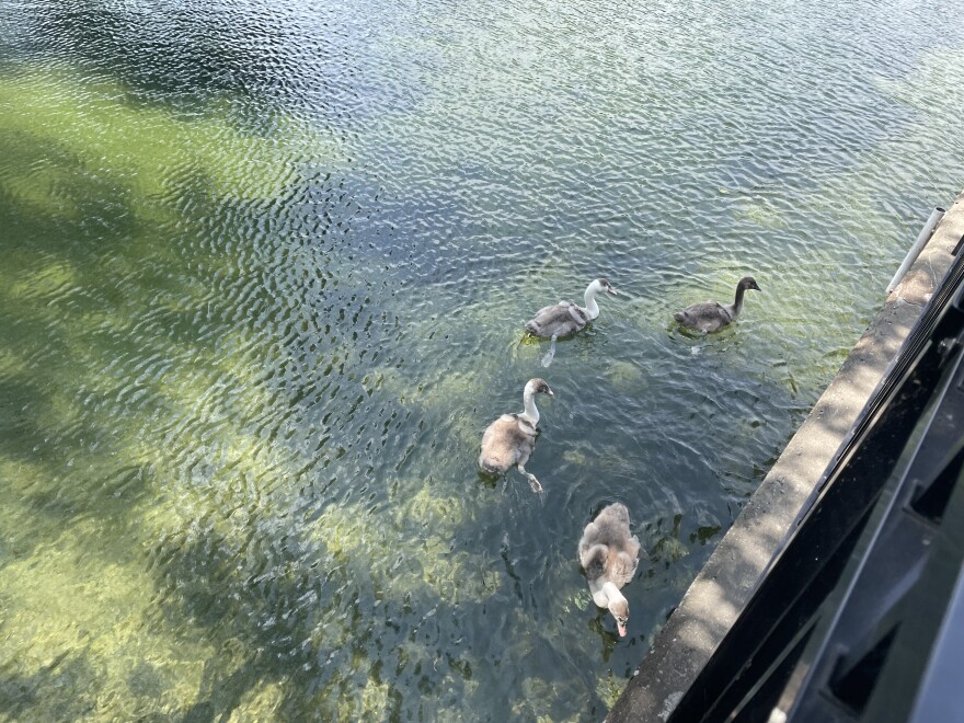 The four Manlius cygnets swim in their pond on July 13, 2023