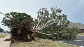 A tree damaged in Norman from a storm on Saturday, July 4, 2026.