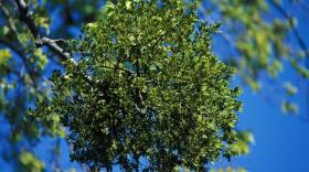 Mistletoe clump sometimes called "witches broom."