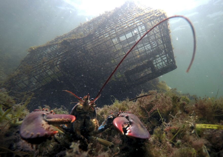 FILE-In this Sept. 3, 2018 file photo, a lobster walks on the ocean floor near a lobster trap off Biddeford, Maine. Maine officials say lobstermen brought more than 119 million pounds (54 million kilograms) of the state's signature seafood ashore in 2018, with the second-highest value on record.