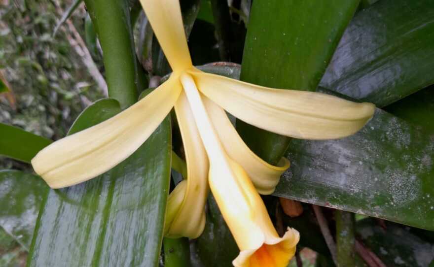 The Brazil Pompona plant.