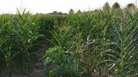 Leaves curl tightly on drought-stressed corn in a Tippecanoe County field in 2012.
