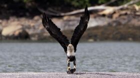 Pat Wellenbach/AP