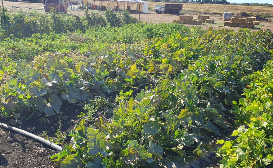 The current planting of the garden.
