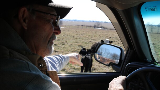Nicky Baker, a cattle farmer in Caldwell County, points out some young calves on a farm he manages. These calves were born during the spring calving season, which means they're still pretty young.