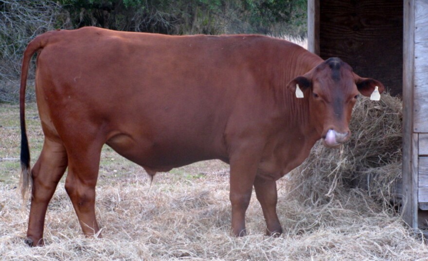 Eland's Eden Cattle