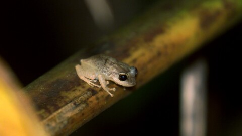 ** FILE ** A coqui frog sits on a tree branch in El Yunque rainforest in Caimito, Puerto Rico, Feb. 14, 2002. The tiny frog is named coqui after its distinctive two-note call of "ko-KEE, ko-KEE," and has become a symbol for the island, its culture and its people. Researchers in Puerto Rico blame climate change for the declining of the species in Puerto Rico and nearby islands. (AP Photo/Gerald Lopez)