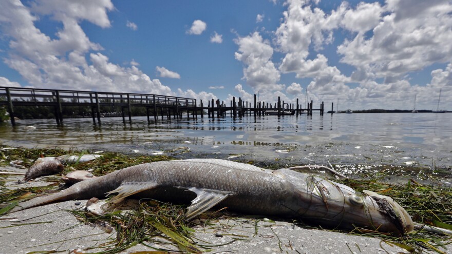 A snook lies dead due to red tide in Bradenton Beach, Florida.