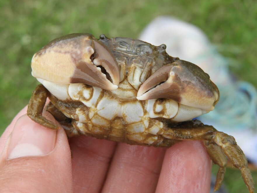 An Atlantic mud crab photographed in Maryland.