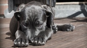 Several Indianapolis apartment complexes have turned to DNA to catch dog owners who fail to clean up after their pets.