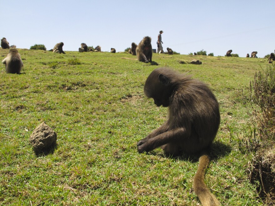 Geladas live in massive social groups of up to 1,000 monkeys.