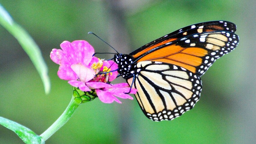 monarch butterfly