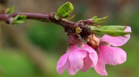Around the first few days in January, temperatures dropped to about 20 degree below zero, killing buds on area peach trees.