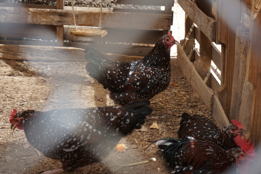 Chickens cluck at Harrison Crank's home on Black Mesa. Crank says he opposes any pumped hydro plant out of concern for his grandchildren and their ability to live on the mesa.