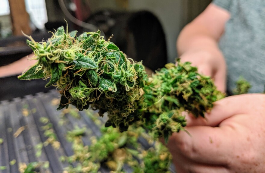 Industrial Hemp growing in Andover, Kansas at Tallgras Hemp and Cannabis. Photos taken 8/2/2019