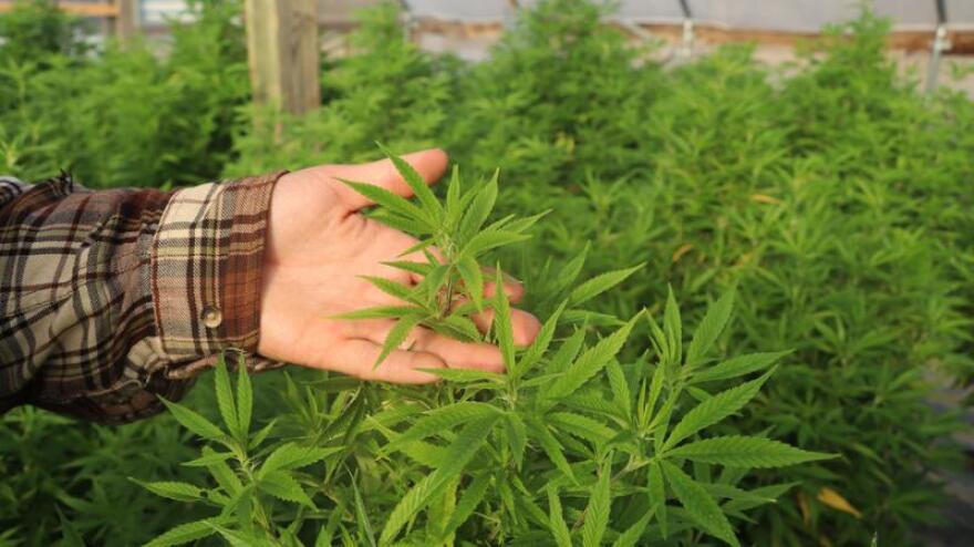 Commercial hemp crop.