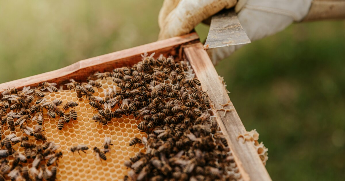 Central Coast airport is abuzz with a new project providing a home for bees