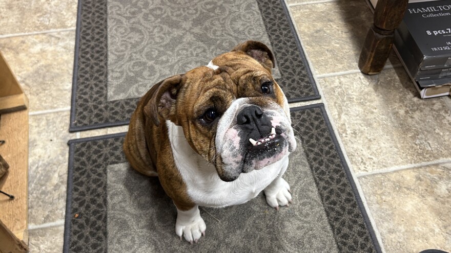 A brown and white English bulldog sitting on a rug