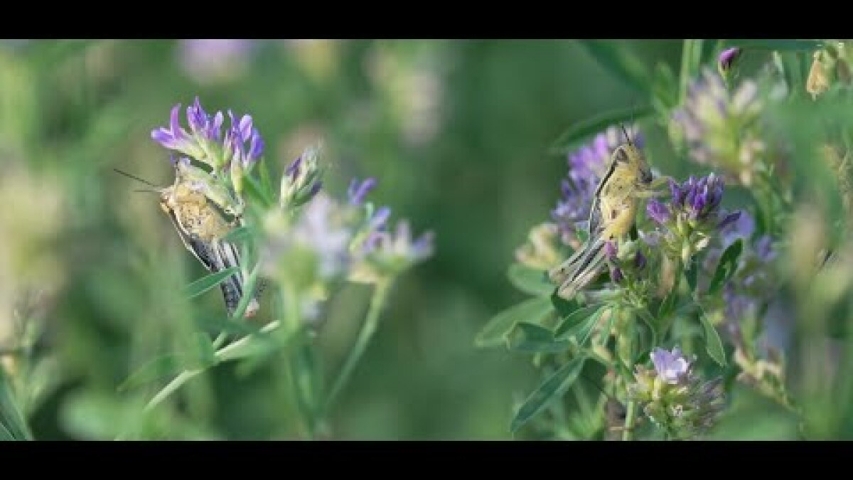 Grasshoppers Plague Western South Dakota - Vimarsana News