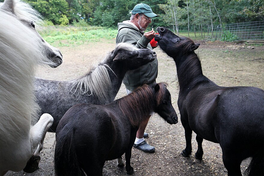 FILE: Art Scarpa cares for his daughter Kristina's miniature horses in Atkinson, NH on Sep. 12, 2019. One of the horses, Lars, trying to get a treat from Art, received the EEE vaccine from the MSPCA clinic. Its been a bad year for Eastern equine encephalitis in Massachusetts. The mosquito-borne virus claimed the life of a Fairhaven woman and infected eight other people, including a 5-year-old Sudbury girl. EEE rarely makes people ill, but when it does the consequences are grave.