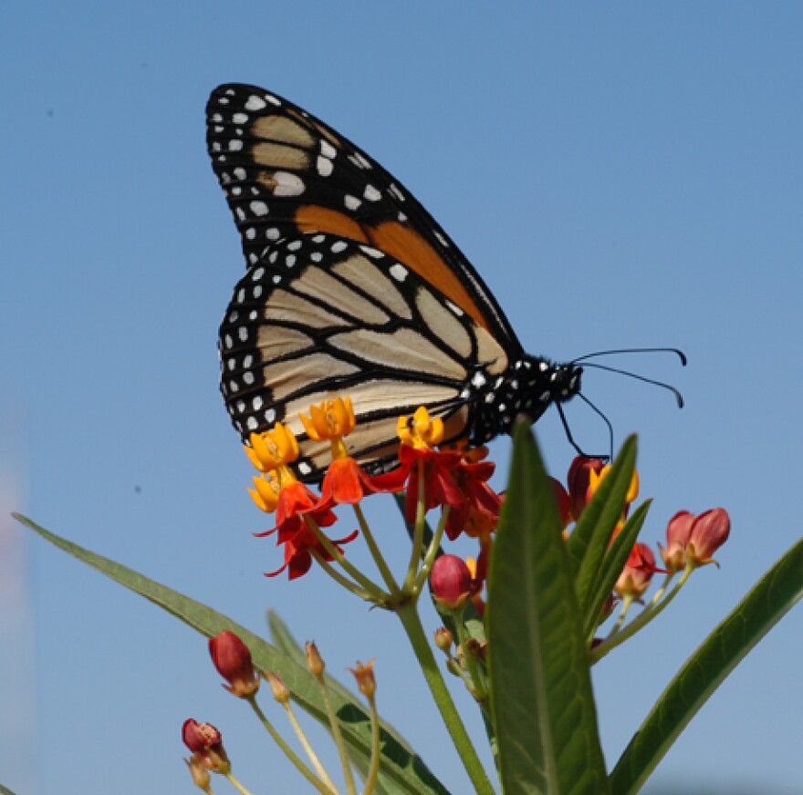 Monarch butterfly