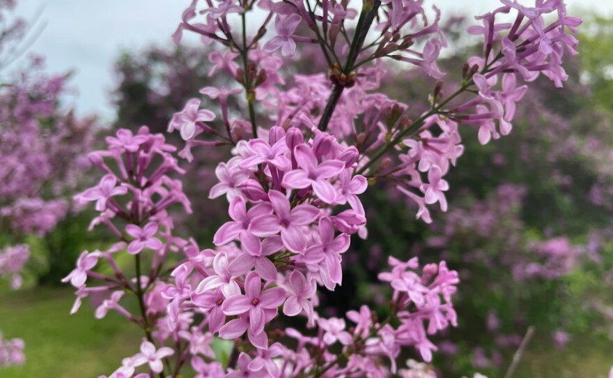 A blooming lilac branch sits in the foreground as the background shows a long row of lilac bushes, all in various shades of pink and purple.