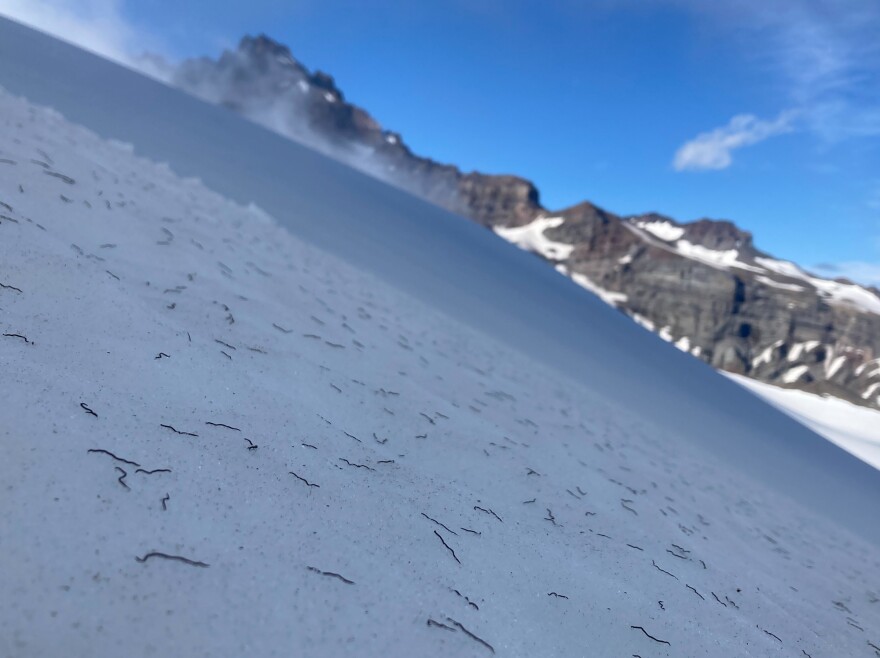 The worms shrug off shockingly high levels of harsh ultraviolet light, according to Hotaling, which is a good thing, because the summer sun on the treeless, snow-covered mountainside can be intense.