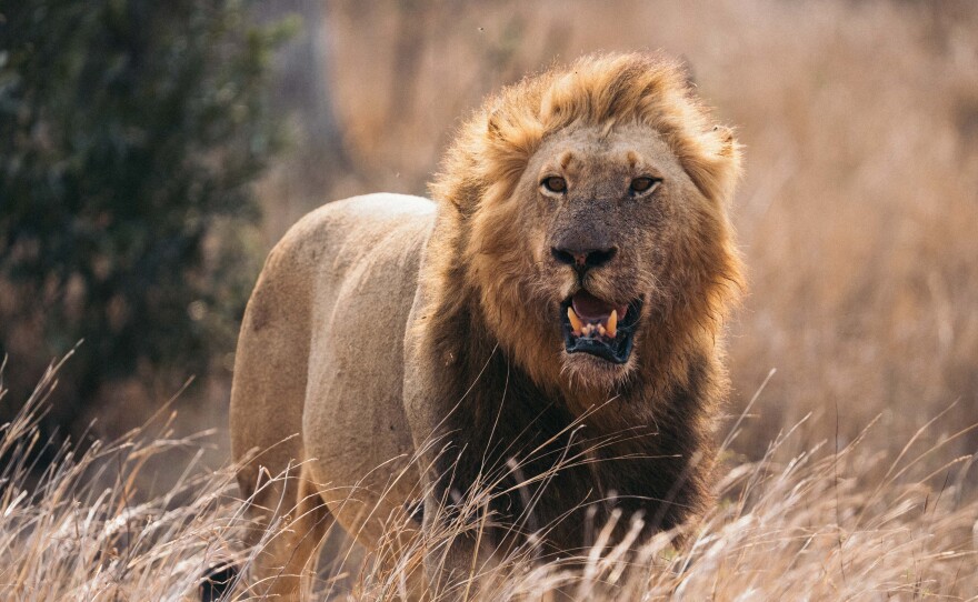 Male lion at Kruger National Park 